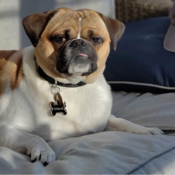 Meet your Posher, Wanda - Picture 1 of 6